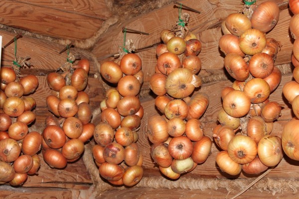 How to save onions until spring: preparation and storage