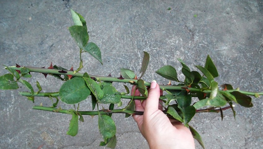 How to save rose cuttings until spring in folk ways