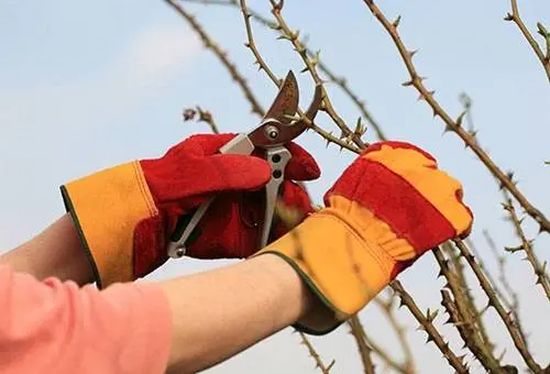 How to save rose cuttings until spring in folk ways