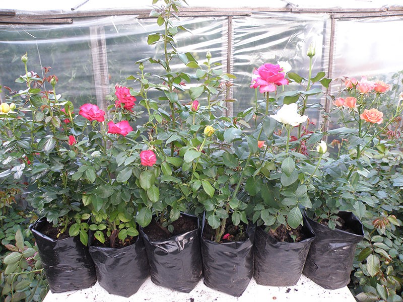 How to save rose seedlings before planting: tips from practice