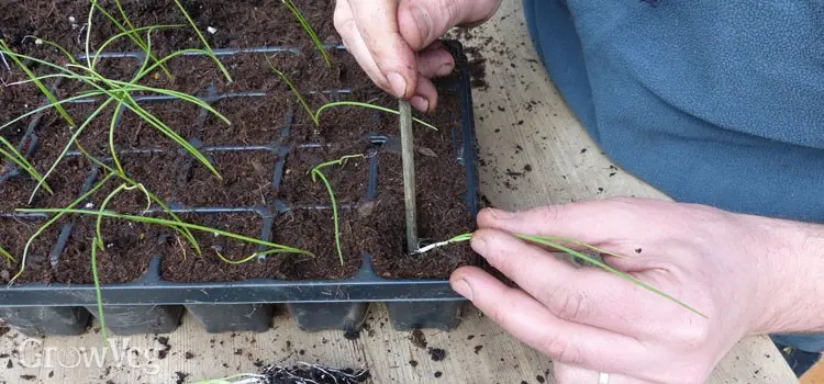 How to save rose seedlings before planting: tips from practice