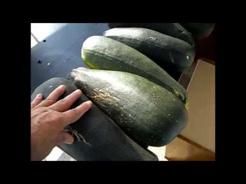 How to save zucchini for the winter