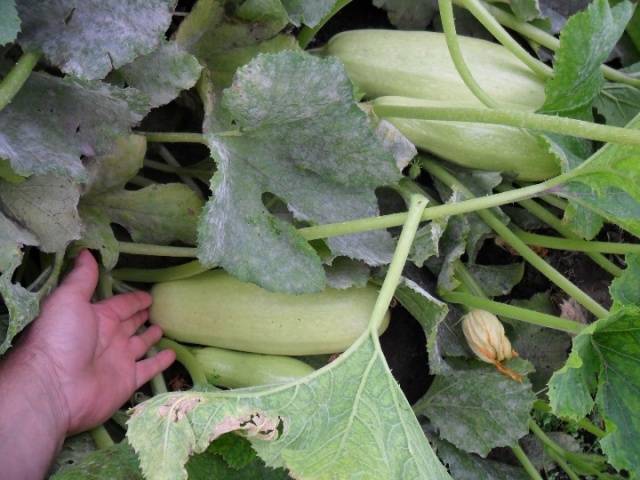 How to save zucchini for the winter