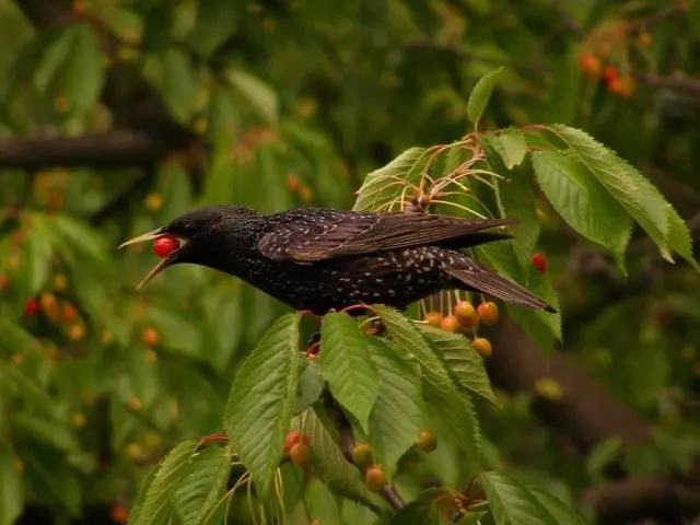 How to scare away starlings from cherries