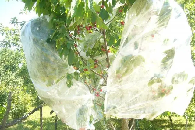 How to scare away starlings from cherries