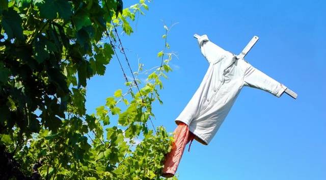 How to scare away starlings from cherries