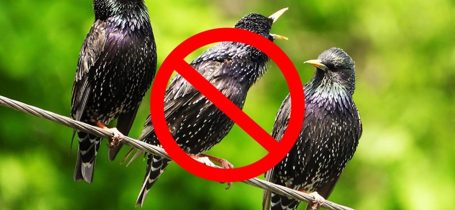 How to scare away starlings from cherries