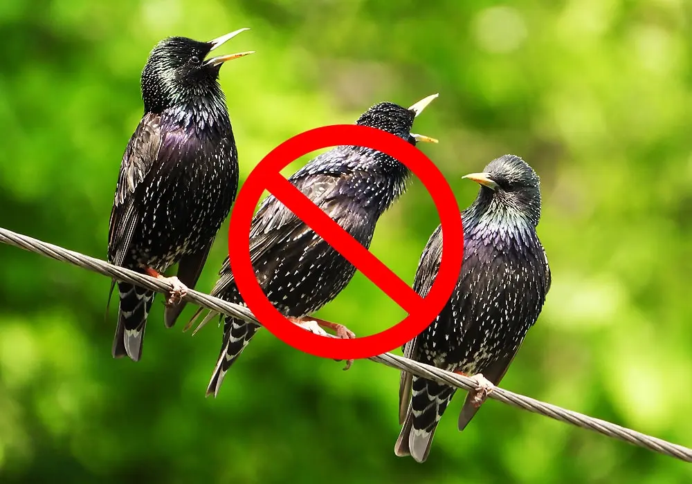 How to scare away starlings from cherries