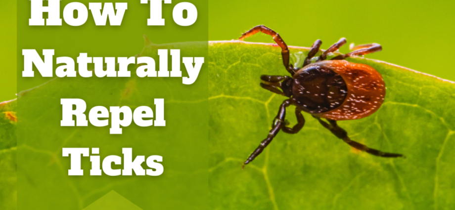 How to scare ticks away? We know a reliable way