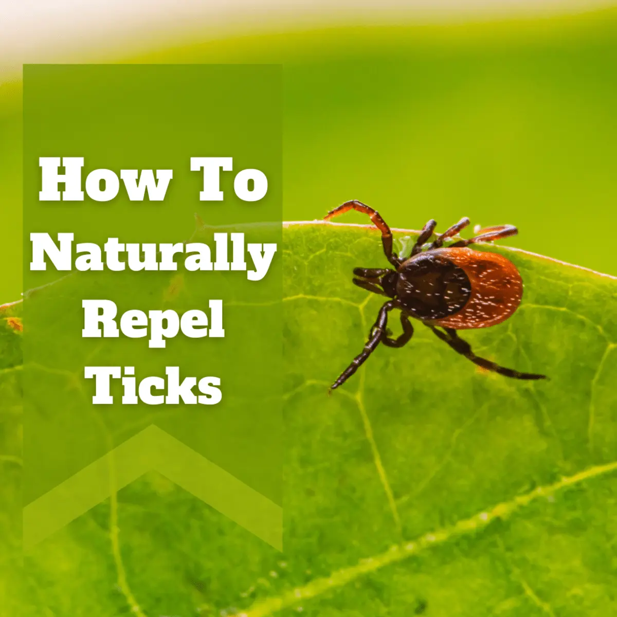 How to scare ticks away? We know a reliable way