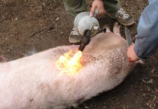 How to set fire to a pig