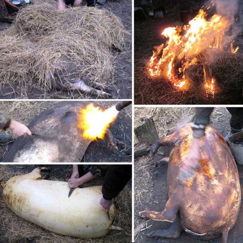 How to set fire to a pig