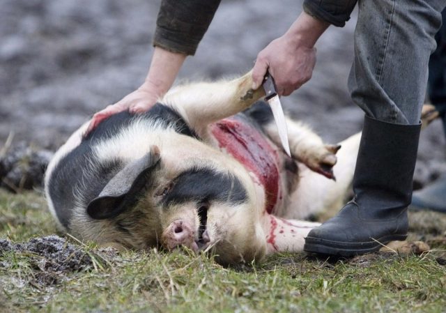 How to slaughter a pig (piglet) at home