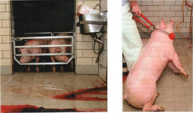 How to slaughter a pig (piglet) at home