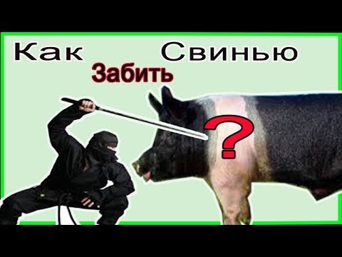 How to slaughter a pig (piglet) at home