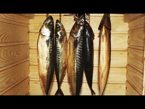 How to smoke cold smoked mackerel in a smokehouse