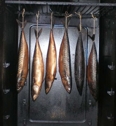 How to smoke cold smoked mackerel in a smokehouse