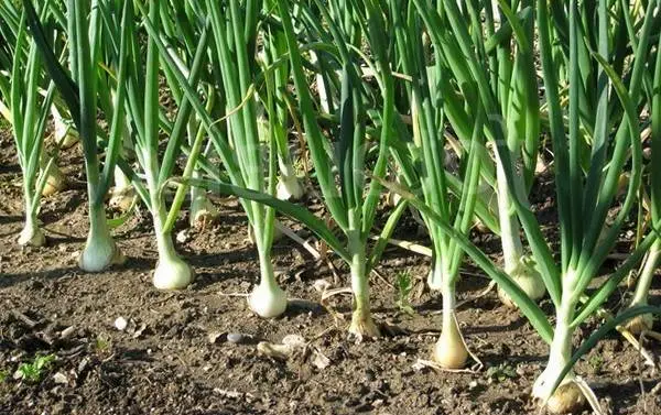 How to soak onions before planting