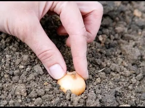 How to soak onions before planting