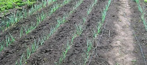 How to soak onions before planting