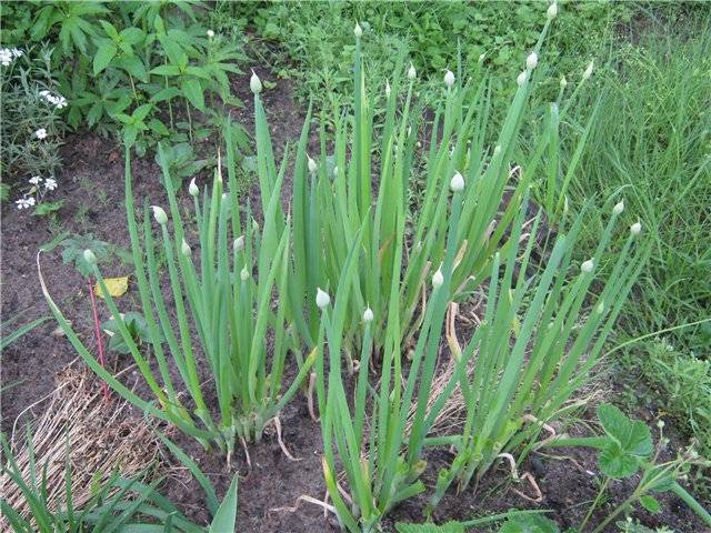 How to soak onions before planting