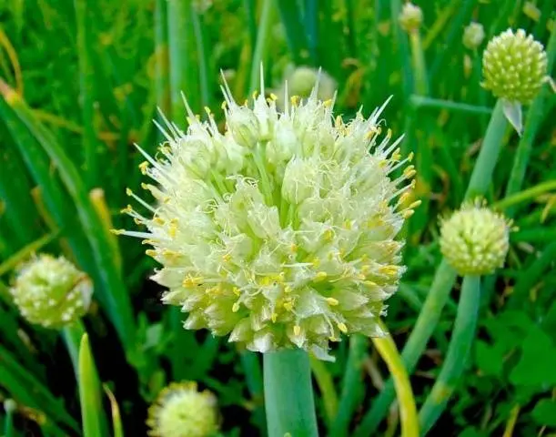 How to soak onions before planting