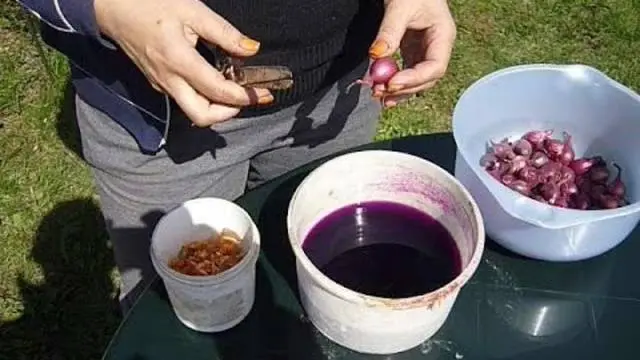 How to soak onions before planting