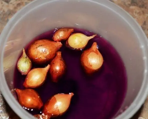 How to soak onions before planting