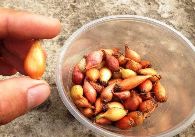 How to soak onions before planting in soda