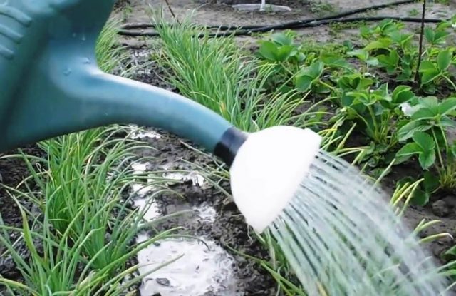 How to soak onions before planting in soda