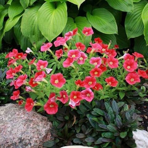 How to sow a petunia for seedlings