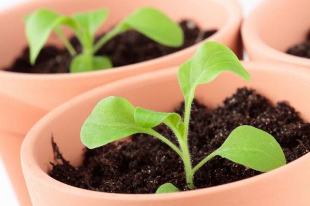 How to sow a petunia for seedlings