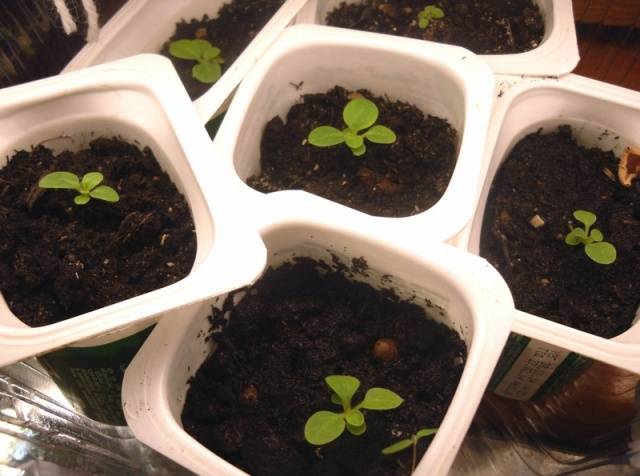 How to sow a petunia for seedlings