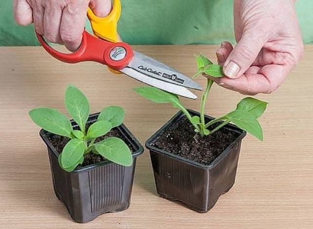 How to sow a petunia for seedlings