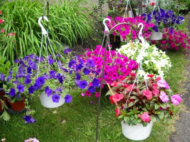 How to sow a petunia for seedlings