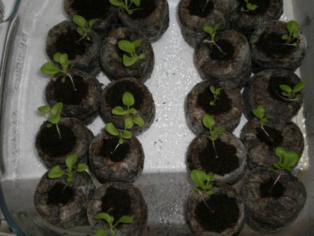 How to sow a petunia for seedlings