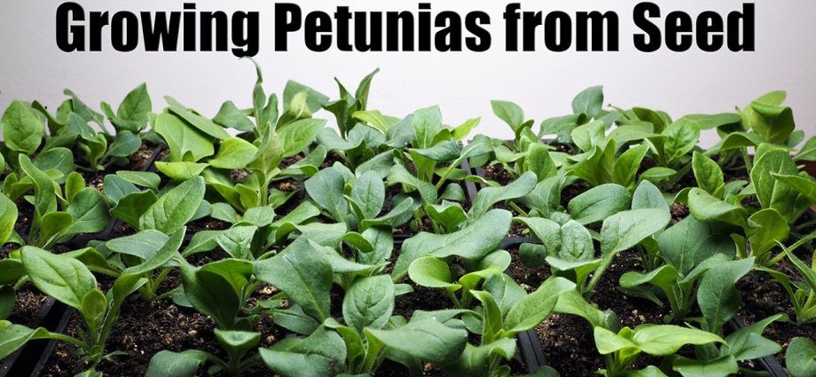 How to sow a petunia for seedlings