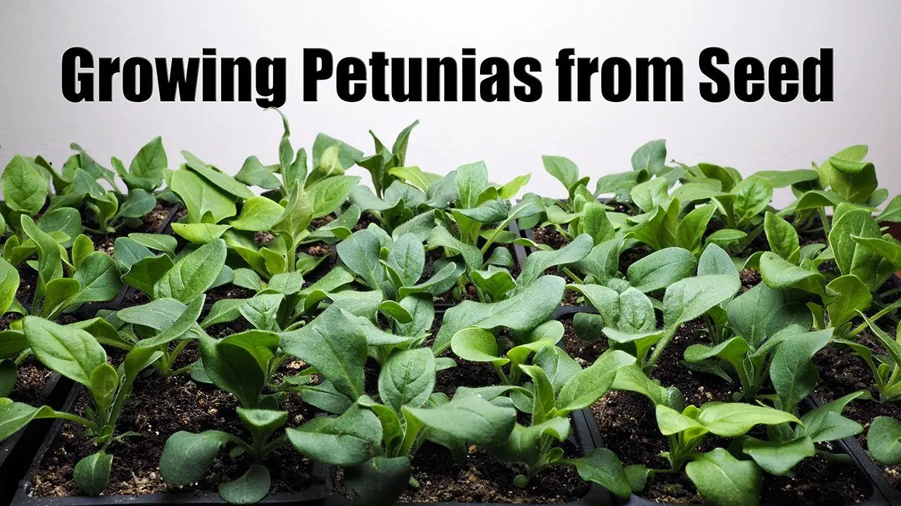 How to sow a petunia for seedlings