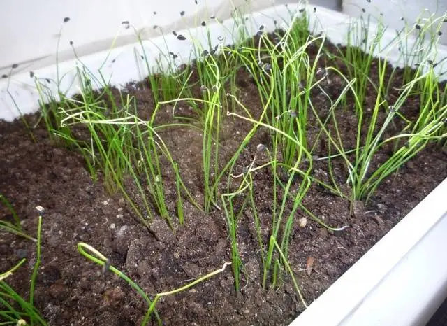 How to sow black onions