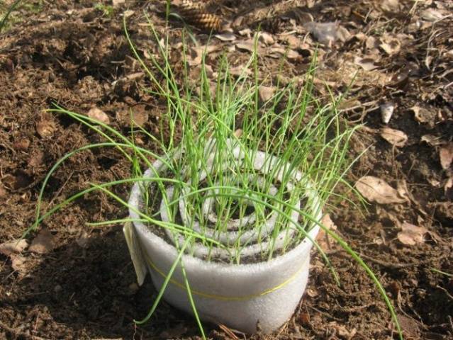 How to sow black onions