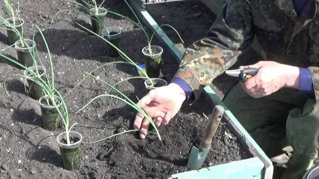 How to sow black onions