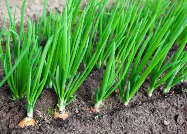 How to sow black onions