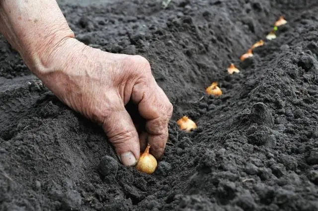 How to sow black onions