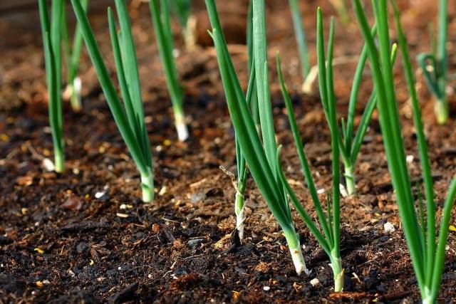 How to sow black onions