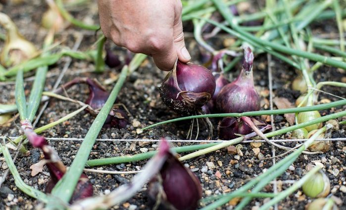 How to sow black onions