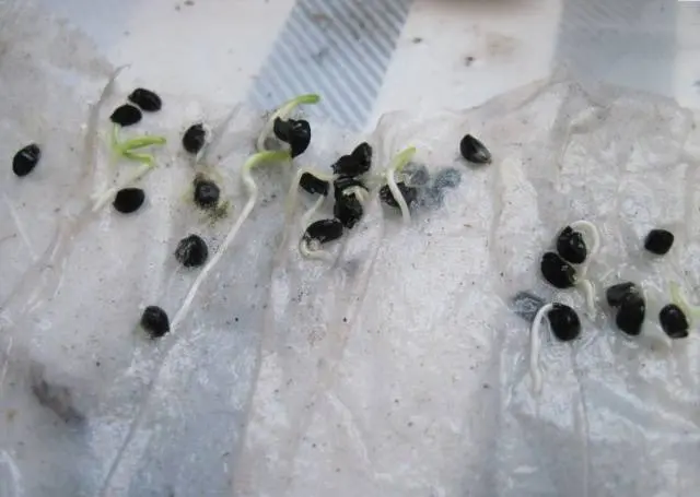 How to sow black onions