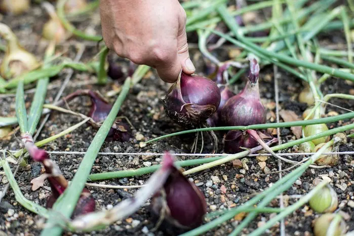 How to sow black onions