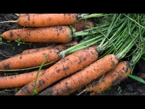 How to sow carrot seeds 