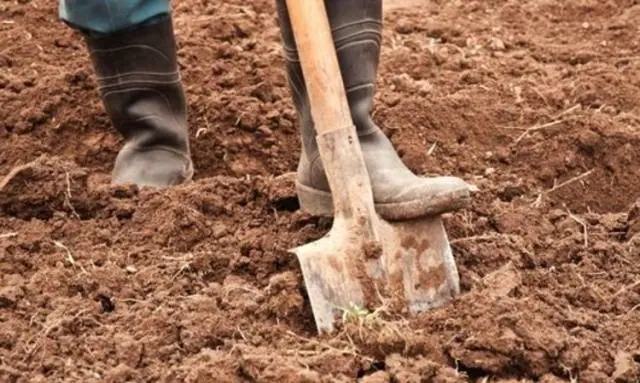 How to sow carrot seeds 