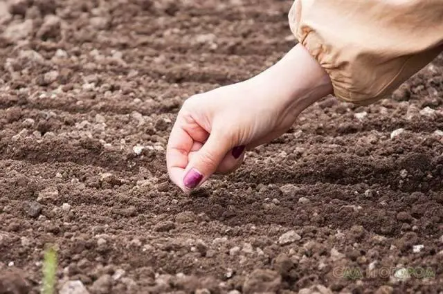 How to sow carrot seeds 